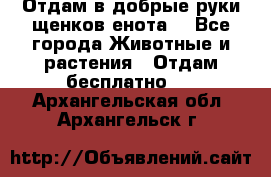 Отдам в добрые руки щенков енота. - Все города Животные и растения » Отдам бесплатно   . Архангельская обл.,Архангельск г.